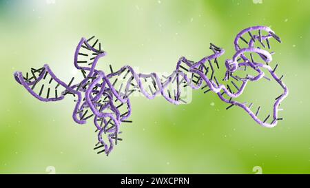 Darstellung eines RNA-(Ribonukleinsäure-)Obelisken. RNA-Obelisken sind viroide RNA-Fragmente, die sich in Bakterien im menschlichen Mund und Darm replizieren. Sie bestehen aus einsträngiger zirkulärer RNA und haben eine stäbchenartige Sekundärstruktur. Sie kodieren für Proteine mit unbekannter Funktion. Stockfoto