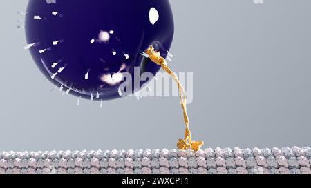 Abbildung eines Kinesins (gelb), der entlang eines Mikrotubulus (weiß und grau) läuft und dabei eine Vesikel (violett) als Ladung trägt. Kinesine sind eine Art von motorischem Protein, das in eukaryotischen Zellen vorkommt. Stockfoto