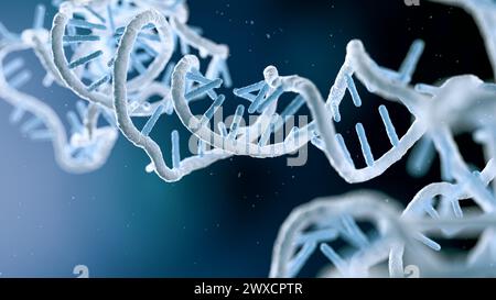 Darstellung eines RNA-(Ribonukleinsäure-)Obelisken. RNA-Obelisken sind viroide RNA-Fragmente, die sich in Bakterien im menschlichen Mund und Darm replizieren. Sie bestehen aus einsträngiger zirkulärer RNA und haben eine stäbchenartige Sekundärstruktur. Sie kodieren für Proteine mit unbekannter Funktion. Stockfoto