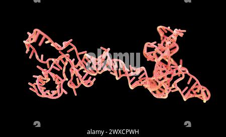 Darstellung eines RNA-(Ribonukleinsäure-)Obelisken. RNA-Obelisken sind viroide RNA-Fragmente, die sich in Bakterien im menschlichen Mund und Darm replizieren. Sie bestehen aus einsträngiger zirkulärer RNA und haben eine stäbchenartige Sekundärstruktur. Sie kodieren für Proteine mit unbekannter Funktion. Stockfoto