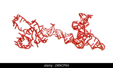 Darstellung eines RNA-(Ribonukleinsäure-)Obelisken. RNA-Obelisken sind viroide RNA-Fragmente, die sich in Bakterien im menschlichen Mund und Darm replizieren. Sie bestehen aus einsträngiger zirkulärer RNA und haben eine stäbchenartige Sekundärstruktur. Sie kodieren für Proteine mit unbekannter Funktion. Stockfoto