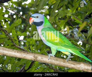 Alexandriner Sittich (Psittacula eupatria), auch bekannt als Alexandriner Papagei. Dieser Sittich hat in verschiedenen Teilen der Welt wilde Populationen gebildet, einschließlich Israel, wo er mit der lokalen Wildnis konkurriert und als Schädling gilt. Fotografiert in Tel Aviv, Israel, im Februar. Stockfoto