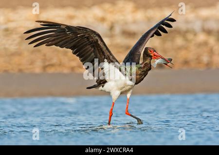 Schwarzstorch (Ciconia nigra) versucht, eine Tilapia (Sarotherodon galilaeus) im Flachwasser zu schlucken. Diese Watvögel leben in Feuchtgebieten und ernähren sich von Fischen, kleinen Tieren und Insekten. Als Fernmigrantin (für Zucht und Überwinterung) kommt sie in verstreuten Gebieten Afrikas, Asiens und Europas vor. Fotografiert in Israel. Stockfoto