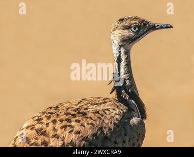 Balzdarstellungen einer männlichen MacQueen-Trappe (Chlamydotis macqueenii). Dieser Vogel ist in den Wüsten- und Steppenregionen Asiens beheimatet, westlich von der Sinai-Halbinsel, die sich über Kasachstan bis zur Mongolei erstreckt. Im 19. Jahrhundert wurden Vagranten bis weit westlich ihres Verbreitungsgebiets gefunden wie Großbritannien. Die Bevölkerung ist zwischen 1984 und 2004 um 20 bis 50 Prozent zurückgegangen, was hauptsächlich auf die Jagd und die veränderte Landnutzung zurückzuführen ist. MacQueens Trappe wurde früher als Unterart der houbara-Trappe (C. undulata) angesehen und als asiatische houbara bekannt. Stockfoto