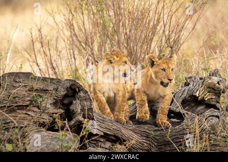 Löwenjungen spielen. Fotografiert in Tansania im August. Stockfoto