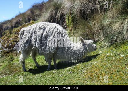 Schafe im El Cajas Nationalpark, Azuay, Ecuador. Stockfoto