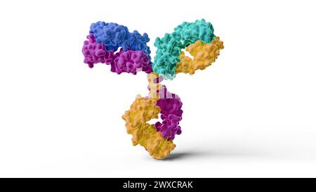 Abbildung eines humanen IgG1 (Immunglobulin G1)-Antikörpers. Farben repräsentieren die beiden leichten Ketten (blau und cyan) und zwei schweren Ketten (violett und gelb) des Antikörpers. Stockfoto