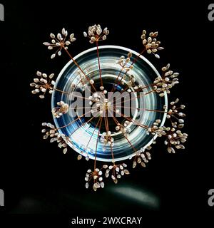 Trockene und verwelkte Blumen in einer Vase. Stockfoto