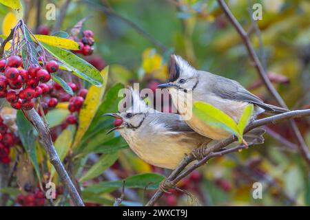 Wunderschönes Paar Taiwan Yuhina auf dem Baum, endemische Vögel Taiwans Stockfoto
