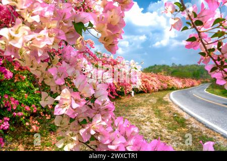 Mehrfarbiger Bougainvillea entlang einer Straße. Wunderschöne und farbenfrohe Bougainvillea wächst entlang einer Straße. Stockfoto