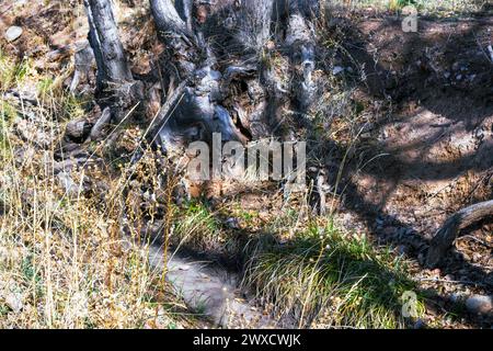 Knorrige Baumwurzeln wachsen im Park mit Unkraut und Pflanzen überall Stockfoto