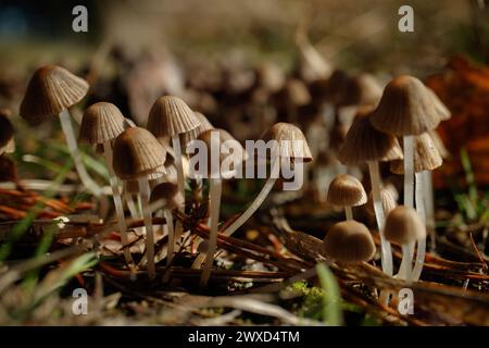 Tintlings Pilze auf einer grünen Wiese Stockfoto