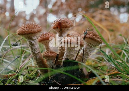 Armillaria mellea, allgemein bekannt als Honigpilz. Nahaufnahme. Stockfoto