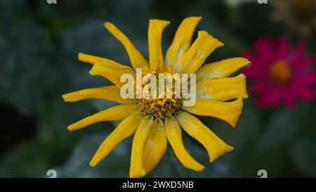 Gelbe, fast trockene Zinnienblüten mit verschwommenem Hintergrund Stockfoto