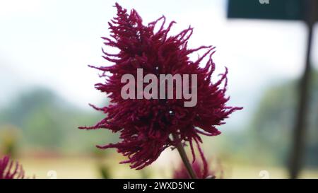 Celosia cristata Pflanze aus Nahaufnahme mit Hintergrundunschärfe am Morgen Stockfoto