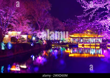 Kirschblüten im Yuaantouzhu Park at Night, Wuxi, Jiangsu Provibce China Stockfoto