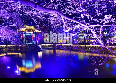 Kirschblüten im Yuaantouzhu Park at Night, Wuxi, Jiangsu Provibce China Stockfoto