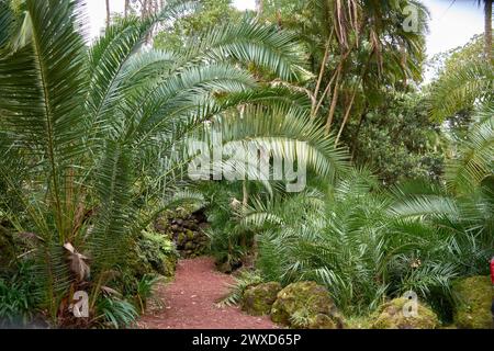 Jardim Botanico Antonio Borges. Ruhiger botanischer Garten auf den Azoren, Portugal, mit vielfältigen Pflanzenarten und ruhiger natürlicher Schönheit Stockfoto