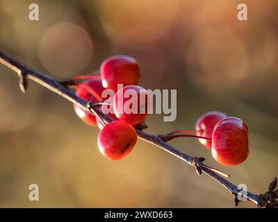 Großaufnahme der roten Früchte des Krabbenapfels Malus 'Evereste' im Herbst vor einem diffusen Hintergrund Stockfoto