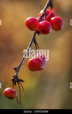 Großaufnahme der roten Früchte des Krabbenapfels Malus 'Evereste' im Herbst vor einem diffusen Hintergrund Stockfoto