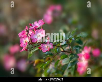 Nahaufnahme der Blumen von Rosa 'Ballerina' im Sommer in einem Garten Stockfoto