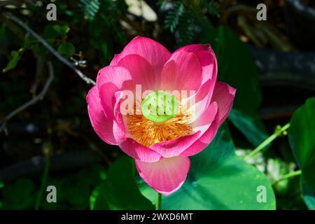 Nahaufnahme einer rosafarbenen Seerose, die über Wasser blüht Stockfoto