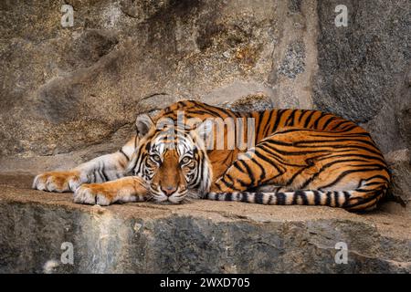 Sumatra Tiger - Panthera Tigris sumatrae, schöne farbige große Katze aus südostasiatischen Wäldern und Wäldern, Sumatra, Indonesien. Stockfoto