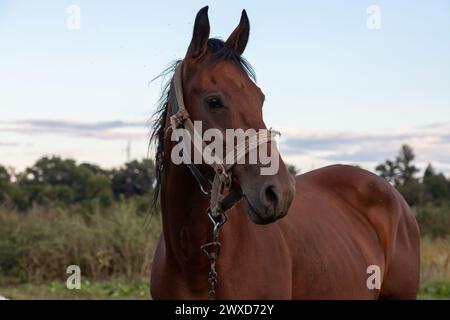 Portrait eines schönen braunen Pferdes auf blauem Hintergrund Horse Head. Stockfoto