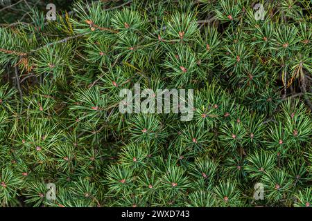 Grüne Nadelschüsse aus nächster Nähe. Die Nadeln waren zu kurz. Äste eines südlichen Baumes. Bild für Textur, Hintergrund. Stockfoto