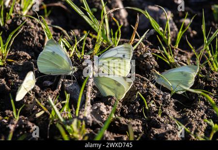 An heißen Sommertagen verbringt die Gruppe der Schmetterlinge Zeit am Fluss. Kohlschmetterling, Pieris brassicae. Stockfoto