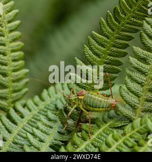 Steropleurus pseudolus Saddle Buschkricket großer Heuschrecken ohne Flügel grün. Endemisch. Tageslicht Stockfoto