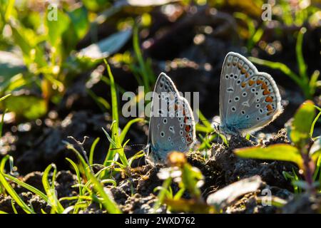 An heißen Sommertagen verbringt die Gruppe der Schmetterlinge Zeit am Fluss. Kohlschmetterling, Pieris brassicae. Stockfoto