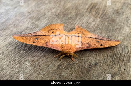 Seltener felliger Schmetterling auf Holzboden. Erhaltung und Konzept der seltenen Arten. Stockfoto