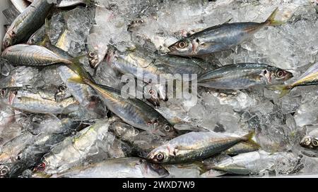 Feuchte Marktwunder mit Fisch bedeckt mit Eis. Marktkonzept für Nassanwendungen. Stockfoto