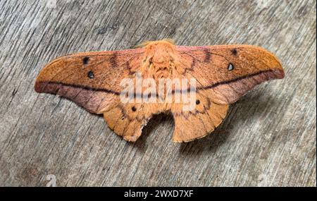 Blick von oben auf den seltenen felligen Schmetterling auf Holzboden. Erhaltung und Konzept der seltenen Arten Stockfoto