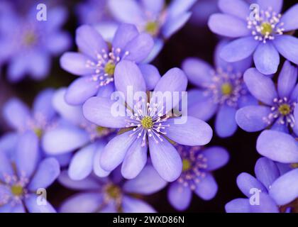 Schöne Blüte der blauen hepatica Wildblumen im frühen Frühling im Wald. (Common hepatica) selektiver Weichfokus. Stockfoto