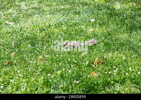 Ein Eichhörnchen genießt das weitläufige Grasfeld im Central Park, einem öffentlichen Stadtpark im Stadtteil Manhattan in der Stockfoto