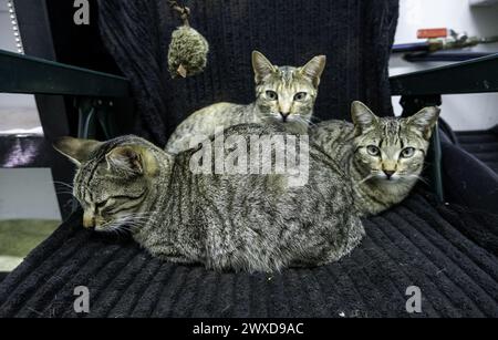 Detail einer Gruppe Geschwisterkatzen in einer Katzenkolonie, Adoption Stockfoto