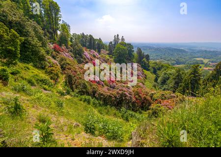 Der Rhododendronhügel im Park von Burcina „Felice Piacenza“, Provinz Biella, Piemont, Italien Stockfoto