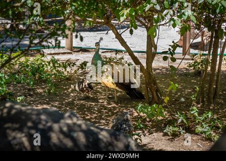 Grüner Pfauenmuticus mit seinem schillernden, metallisch grünen Gefieder im Park der Gärten von St. Georges Schloss in Lissabon, Portugal. Stockfoto