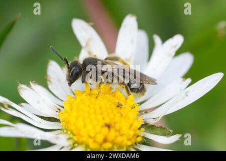 Detaillierte Nahaufnahme einer Zwergbiene der Andrena minutulla-Gruppe, die in einem weißen Gänseblümchen sitzt Stockfoto