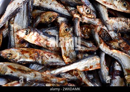 Europäische Sprotte (Sprattus sprattus) Fischfutter Stockfoto