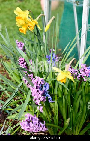 Hyacinth (hyacinthus) Flowers in the Back Garden with Narzissen (Narzissen) Somerset England uk Stockfoto