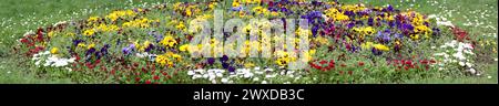 Flower Garden with Stiefmütterchen in Chard Somerset England, großbritannien Stockfoto