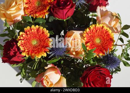 Nahaufnahme Blumenstrauß mit weißem Hintergrund. Rosen, Gerberas, Balldisteln. Niederlande, Frühling, März Stockfoto