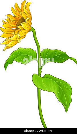 Sonnenblumenpflanze Farbige Detaillierte Illustration Stock Vektor
