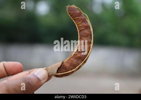 Halten Sie die Tamarinde, die als Gewürz und zur Herstellung von Saft oder Dessert verwendet wird, nachdem sie aus der Hartschale geschält wurde Stockfoto