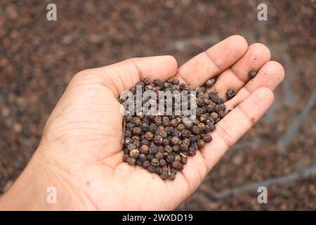 Schwarze Pfefferkörner werden in der Hand gehalten, im Hintergrund trocknet der Haufen. Trockener schwarzer Pfeffer, der als Gewürz und in der Medizin verwendet wird Stockfoto