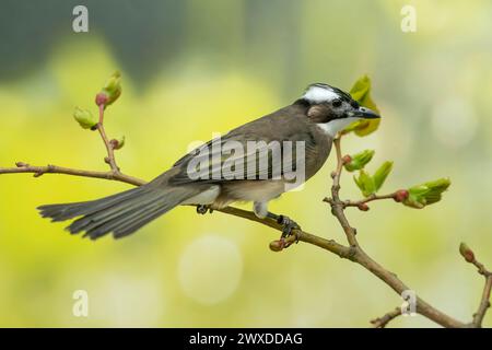 Leicht belüfteter Bulbul oder chinesischer Bulbul, Pycnonotus sinensis Stockfoto