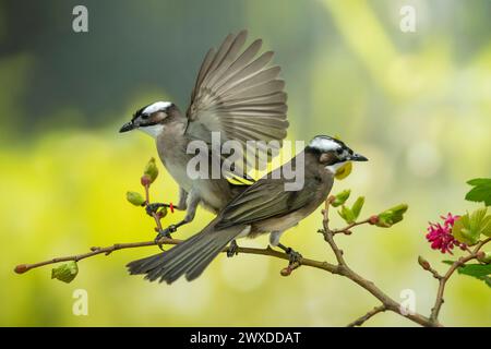 Leicht belüfteter Bulbul oder chinesischer Bulbul, Pycnonotus sinensis Stockfoto
